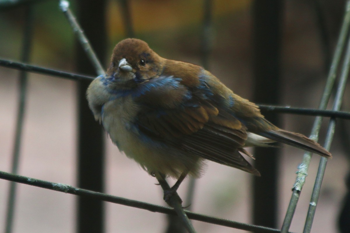 Indigo Bunting - ML645473692