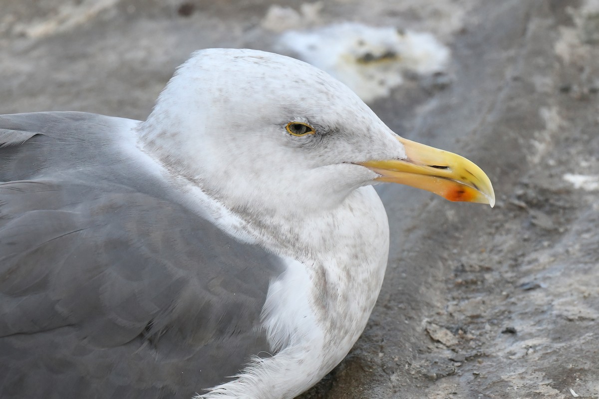 Western Gull - ML645473696
