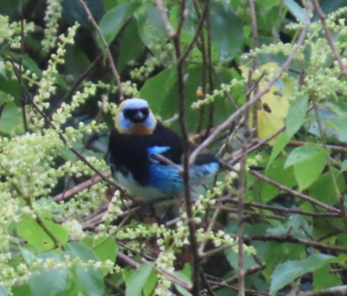 Золотистоголовая танагра - ML645473700