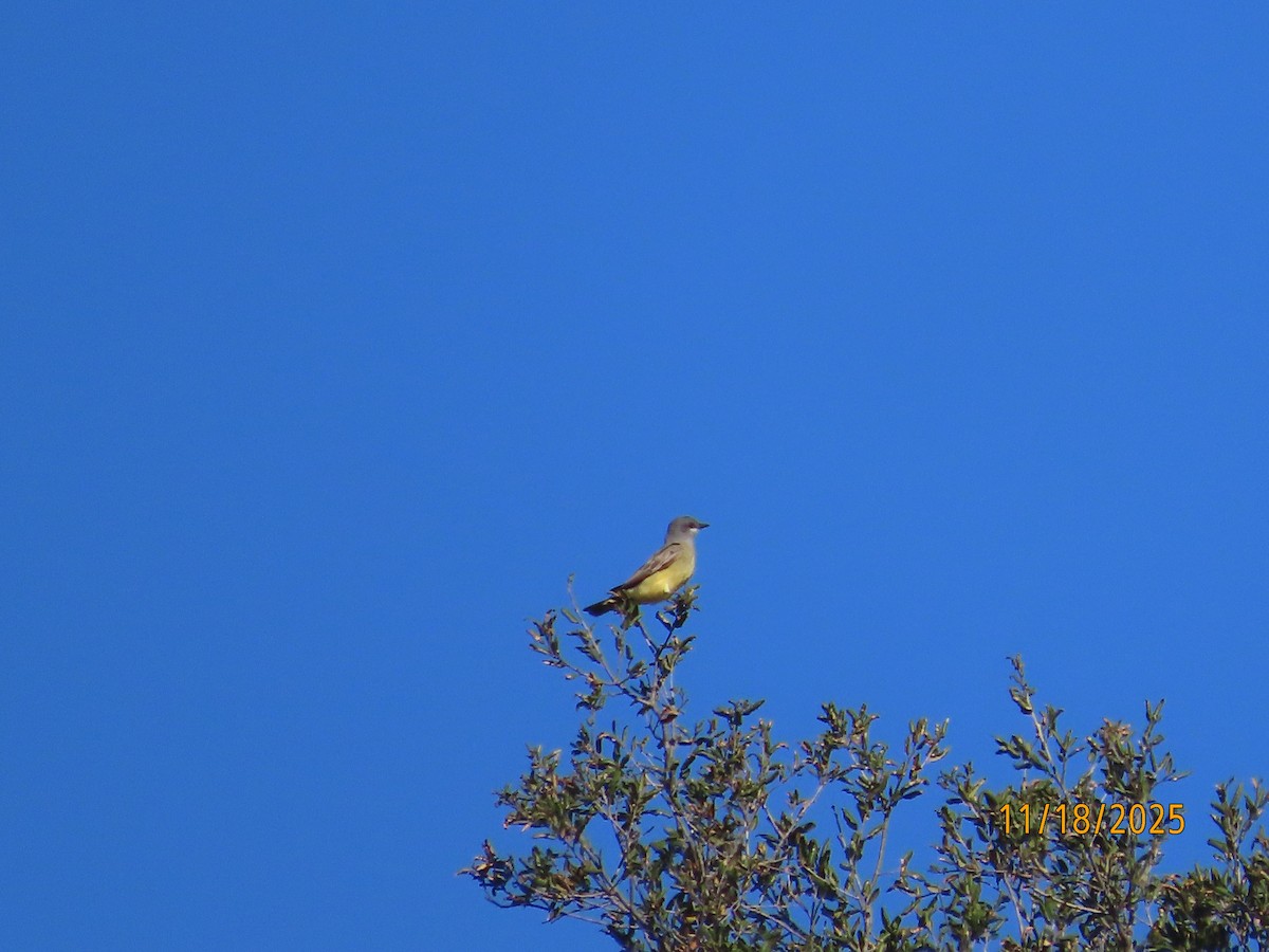 ハシボソタイランチョウ - ML645473706