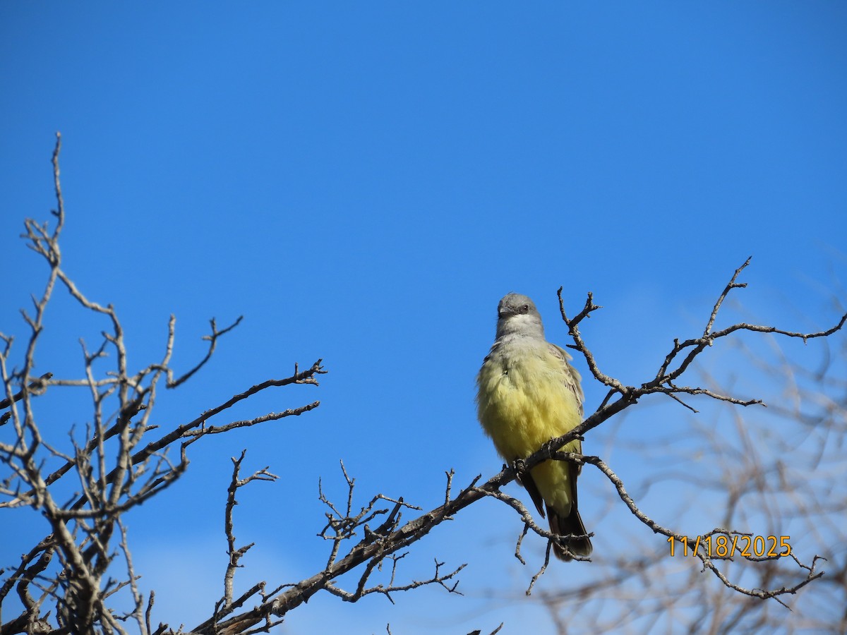 ハシボソタイランチョウ - ML645473707
