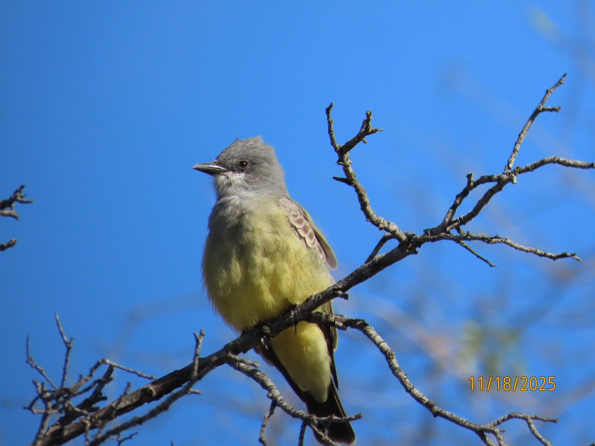 ハシボソタイランチョウ - ML645473709