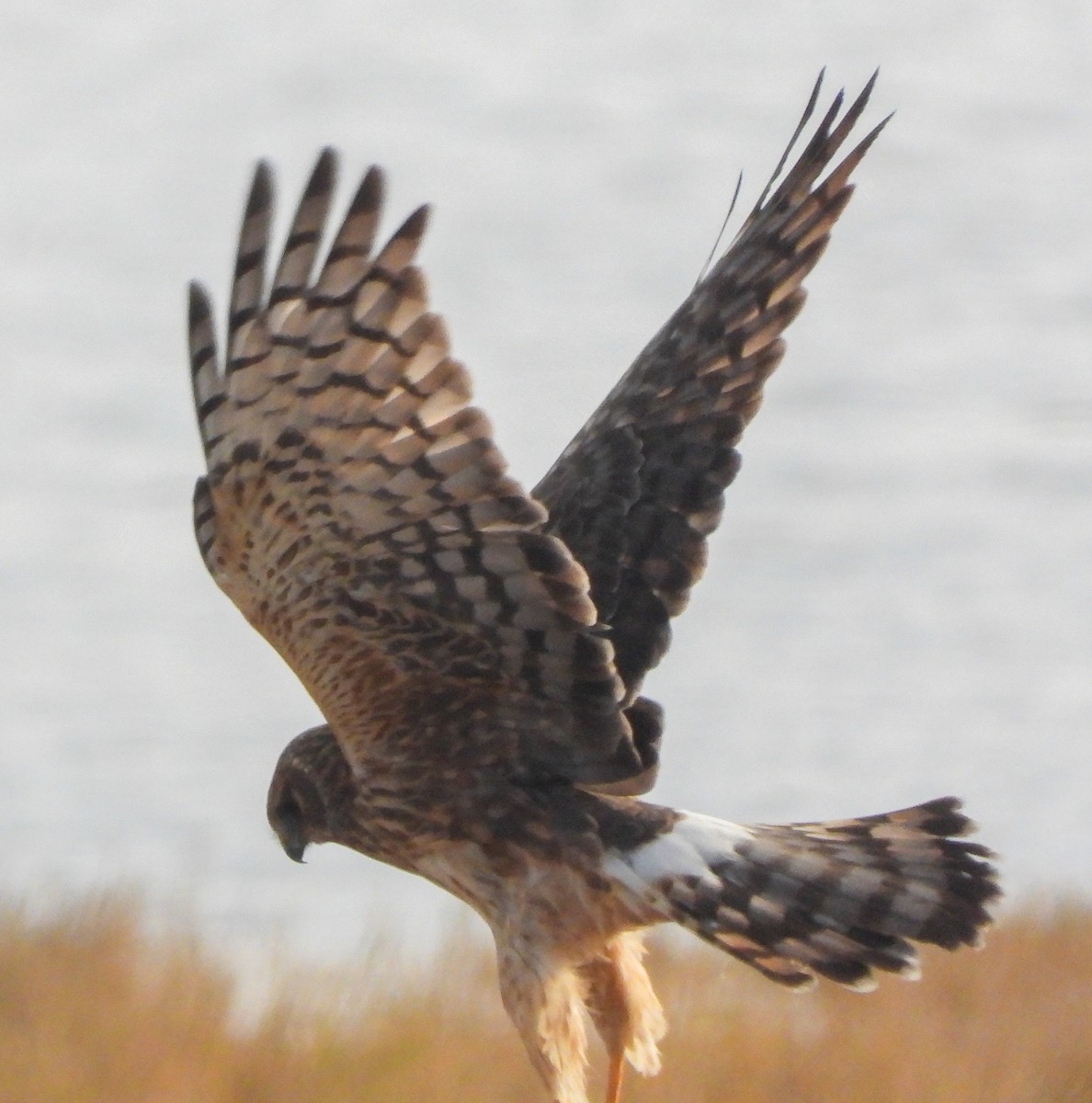 Лунь американський - ML645473710