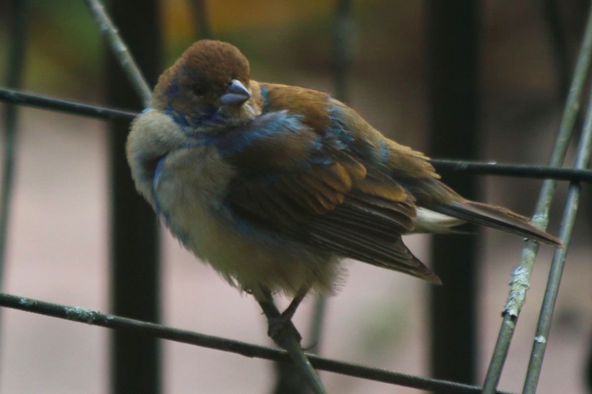 Indigo Bunting - ML645473719