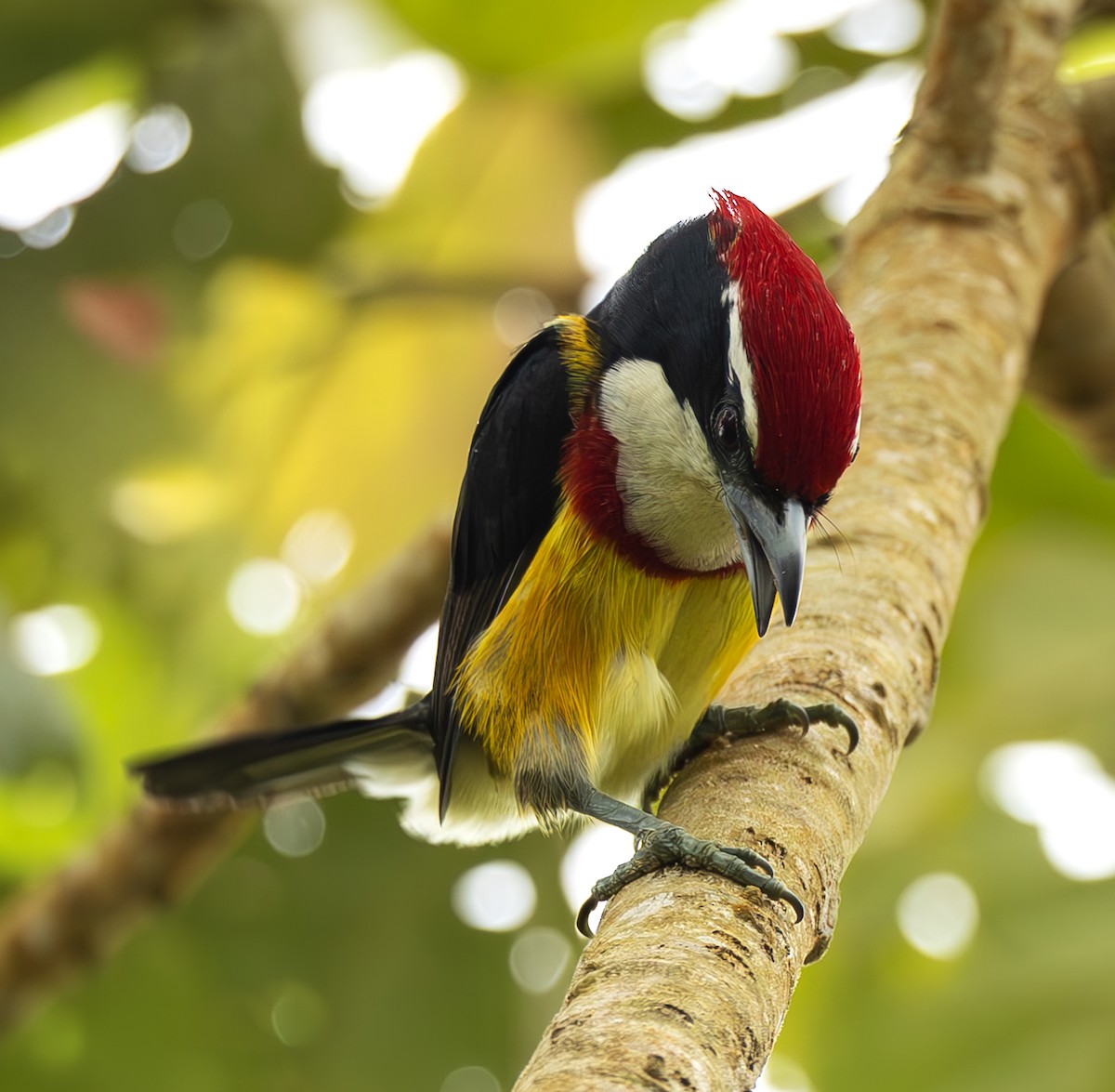Scarlet-banded Barbet - ML645473729