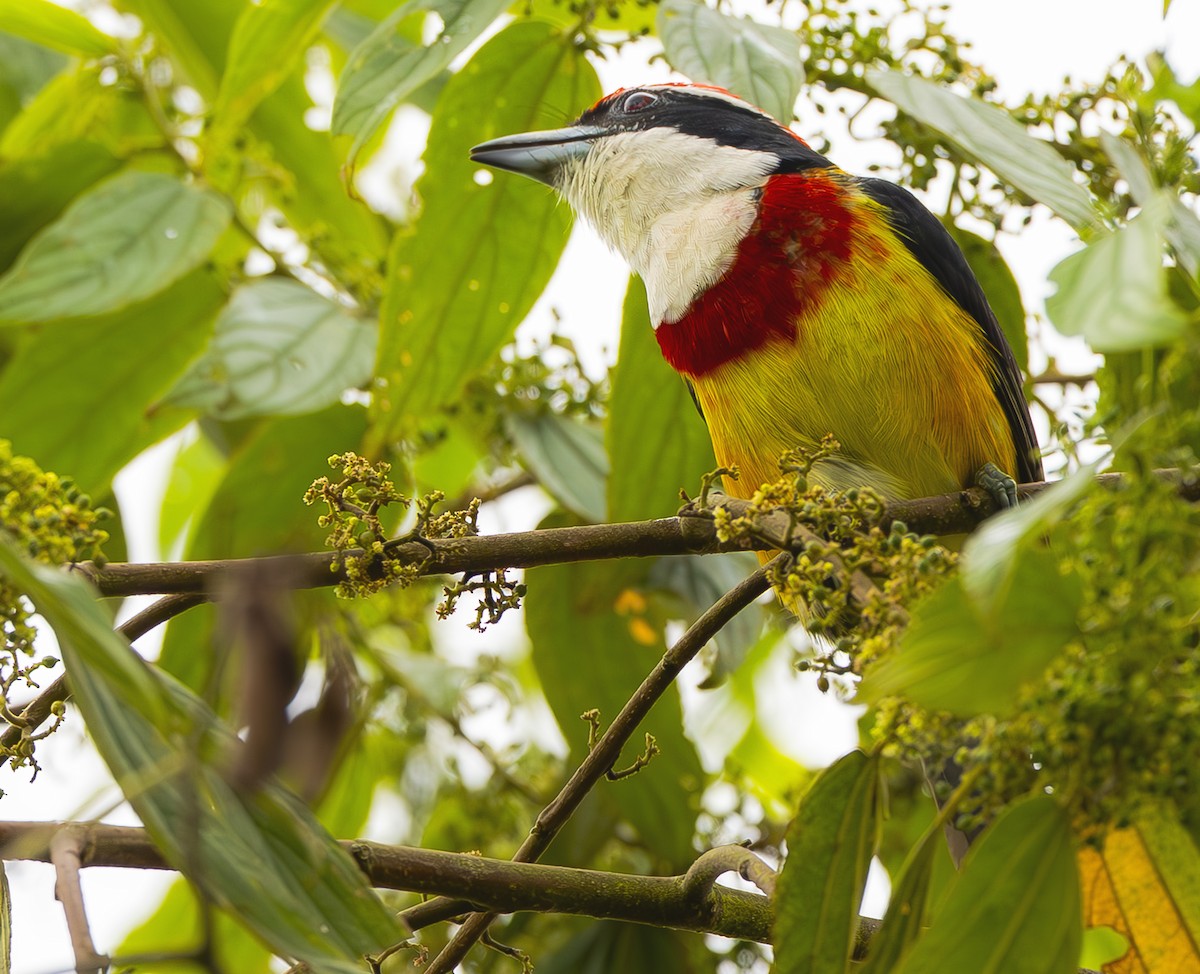 Scarlet-banded Barbet - ML645473730