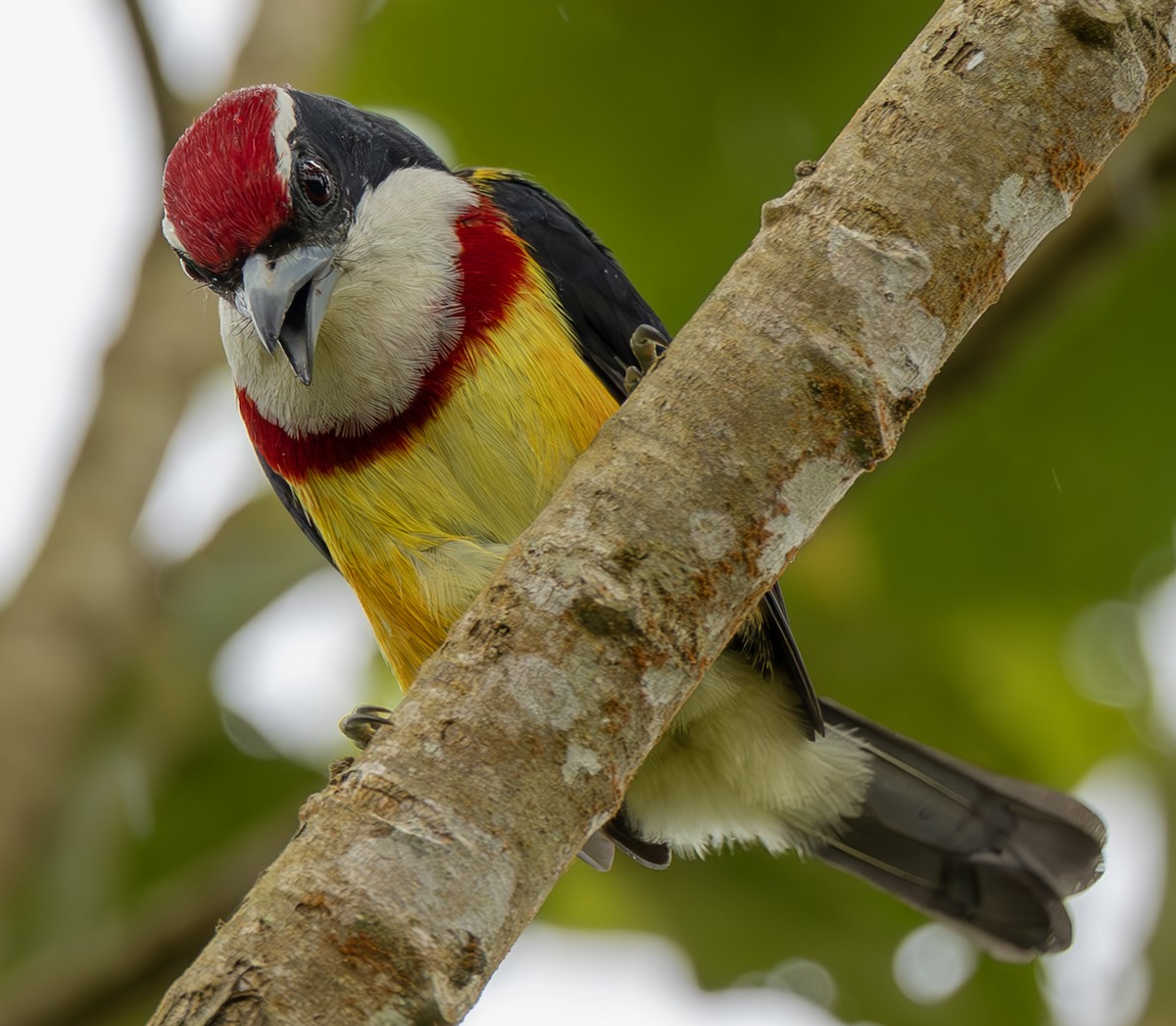 Scarlet-banded Barbet - ML645473731