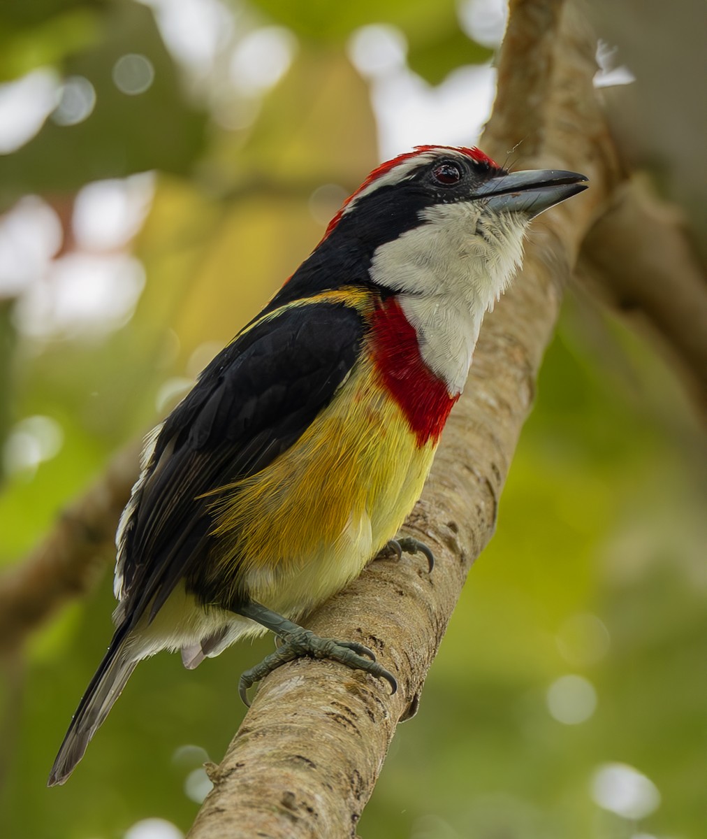 Scarlet-banded Barbet - ML645473732