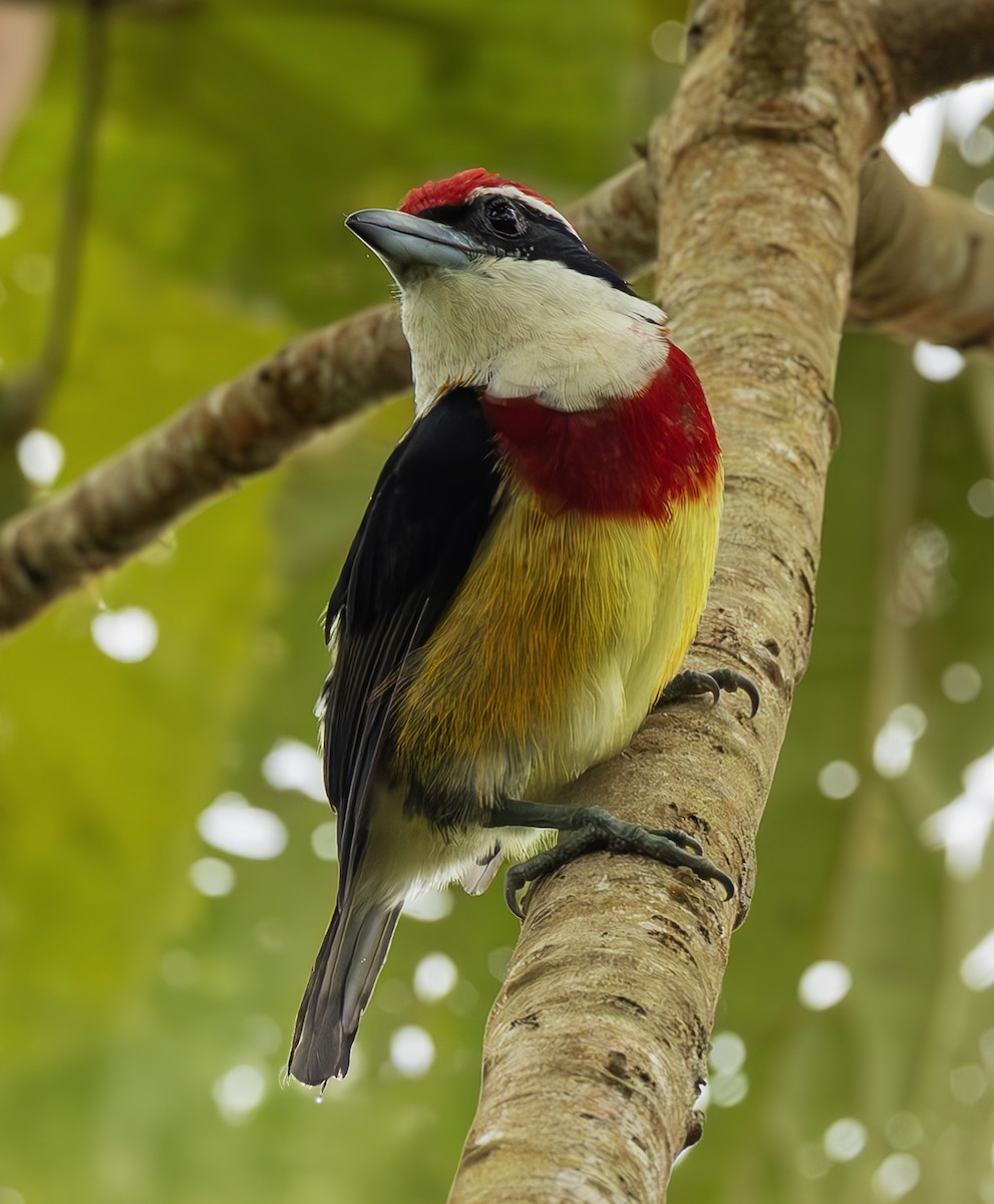 Scarlet-banded Barbet - ML645473733