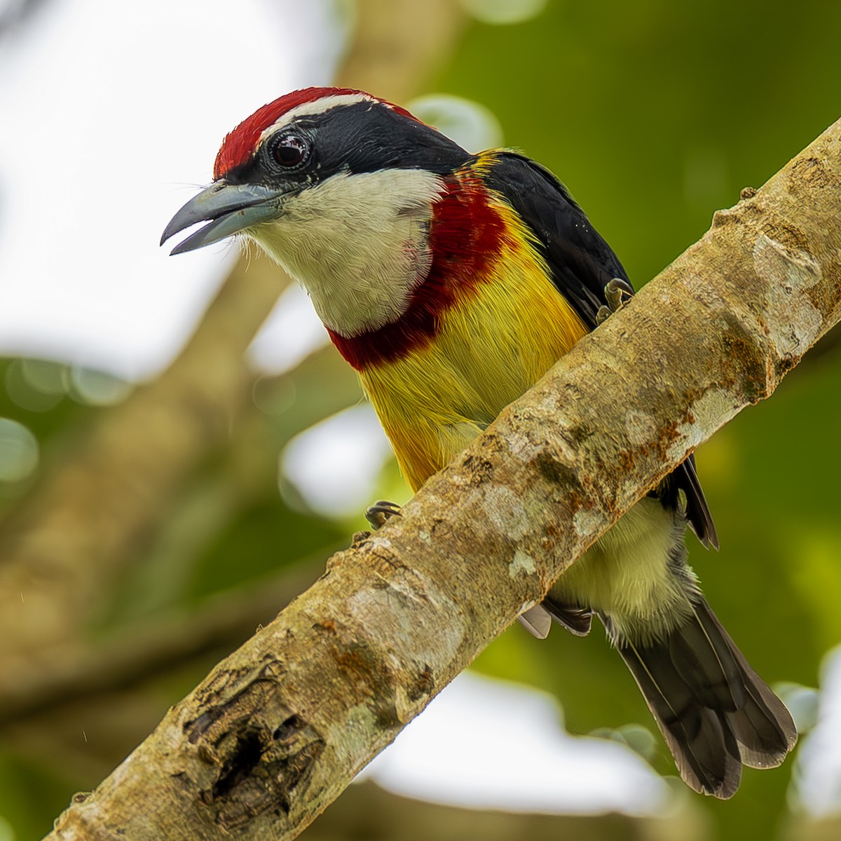 Scarlet-banded Barbet - ML645473734