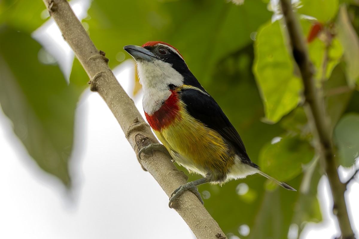 Scarlet-banded Barbet - ML645473735