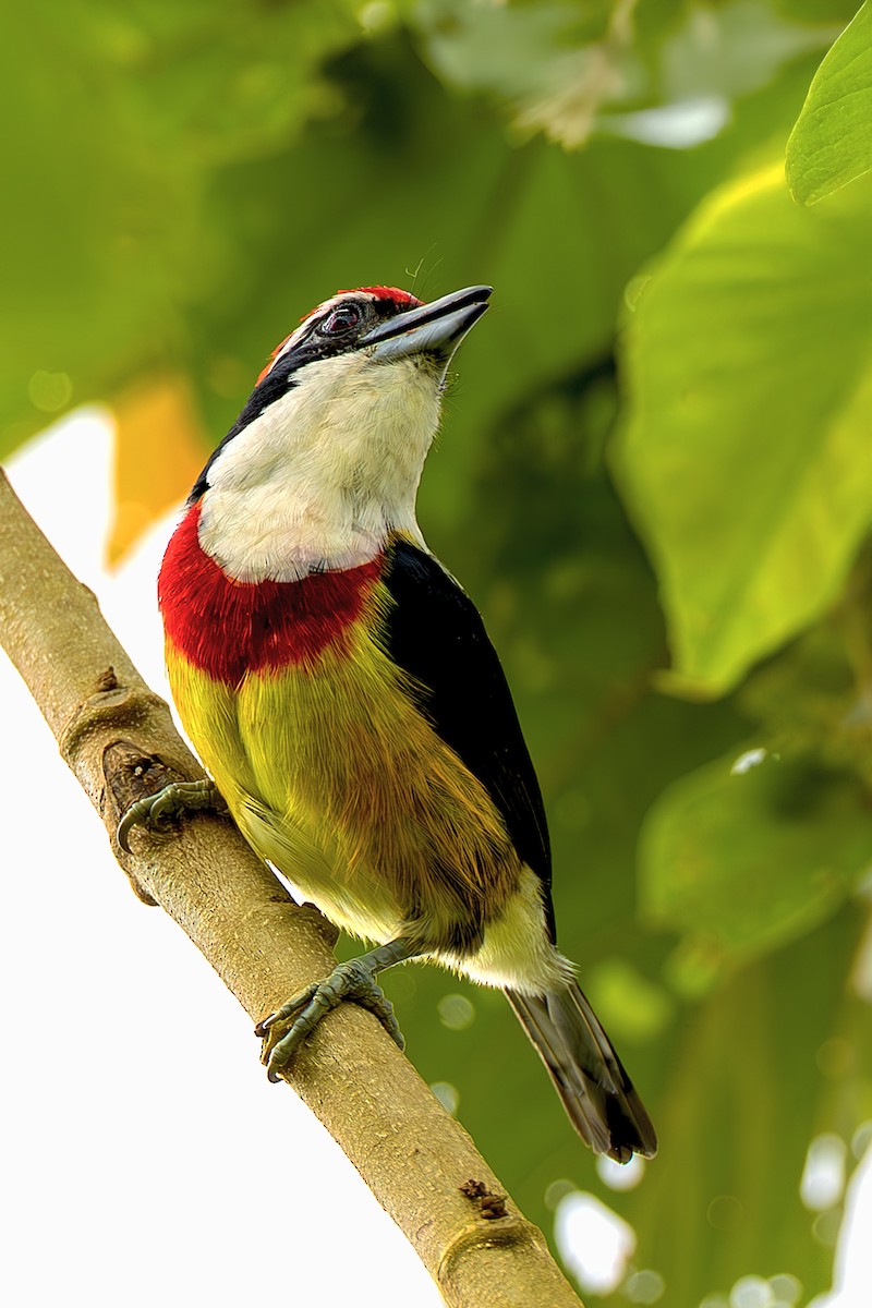 Scarlet-banded Barbet - ML645473736