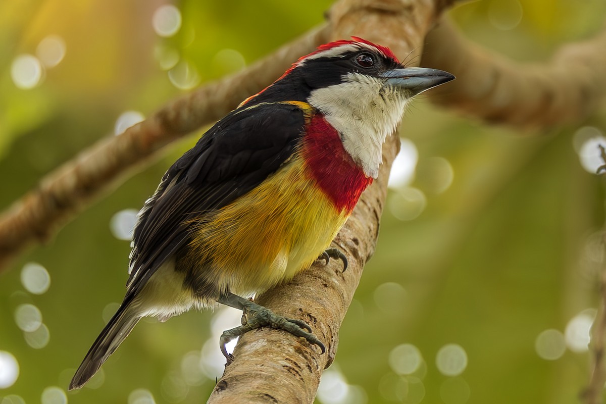 Scarlet-banded Barbet - ML645473737