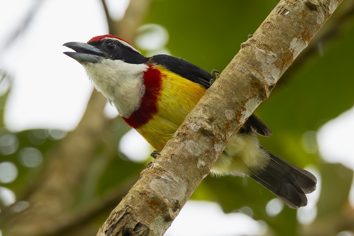 Scarlet-banded Barbet - ML645473738