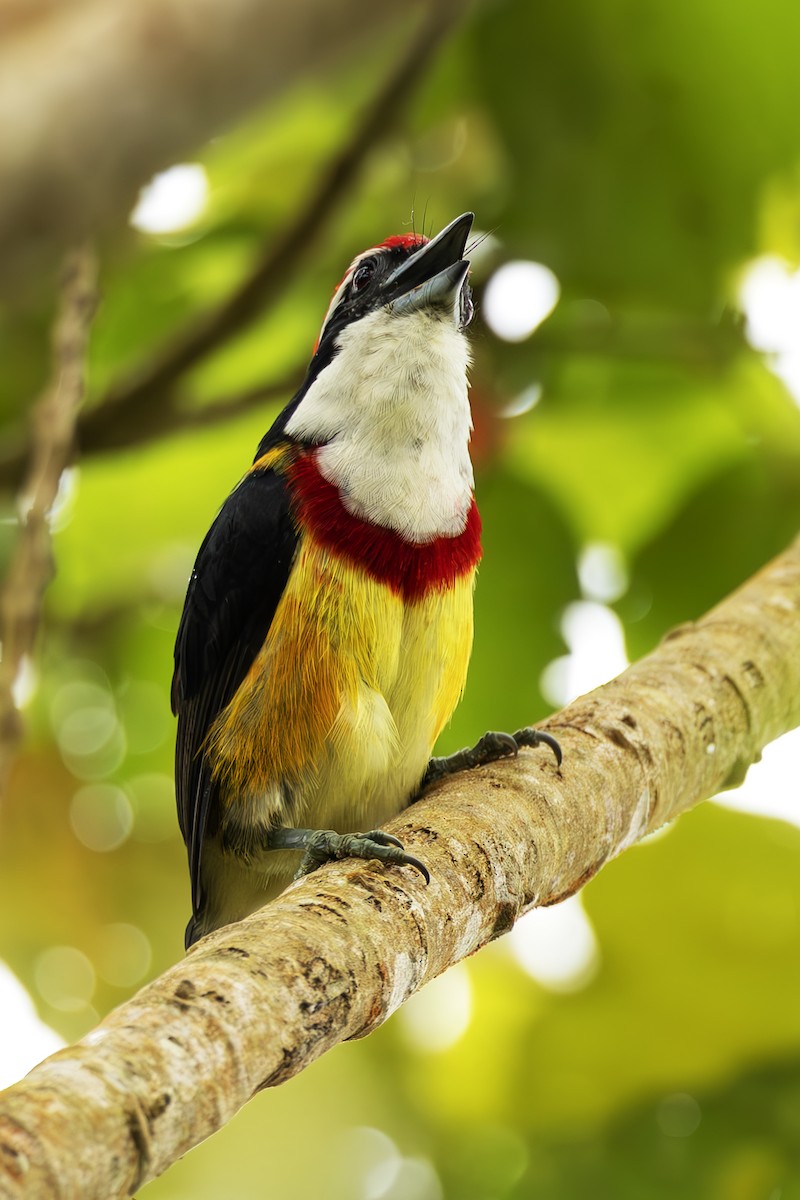 Scarlet-banded Barbet - ML645473739