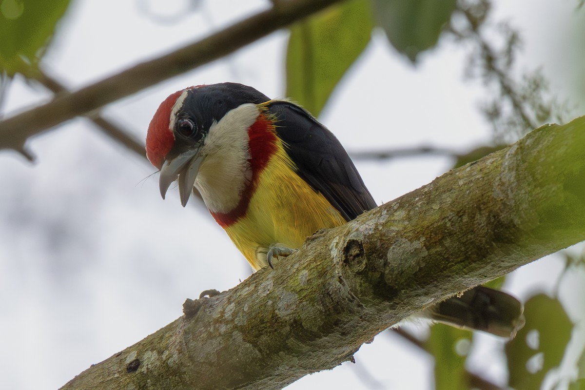 Scarlet-banded Barbet - ML645473740