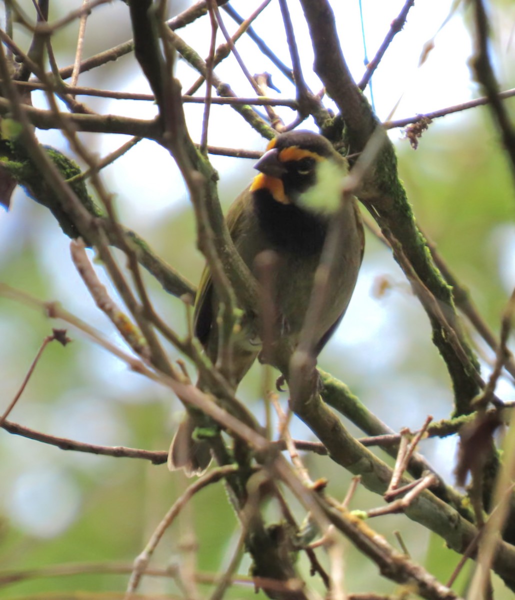 Yellow-faced Grassquit - ML645473741