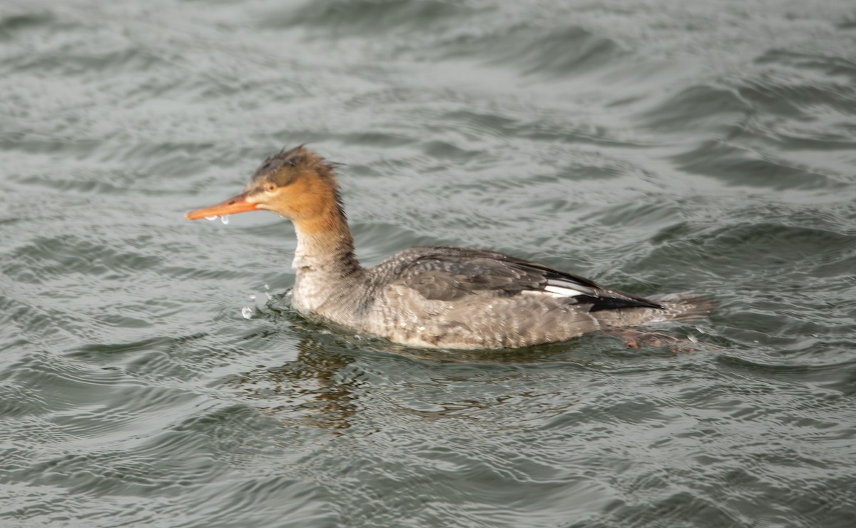 Red-breasted Merganser - ML645473761