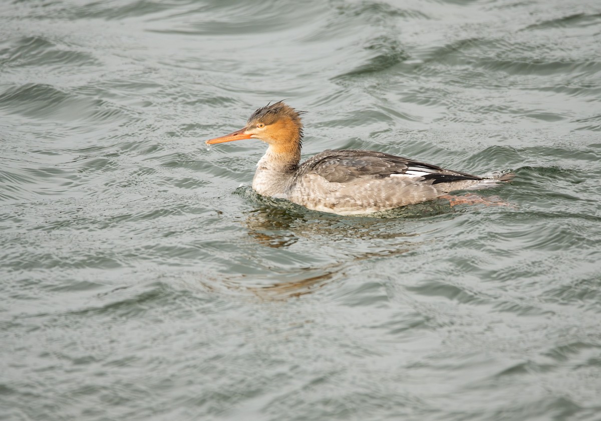 Red-breasted Merganser - ML645473762