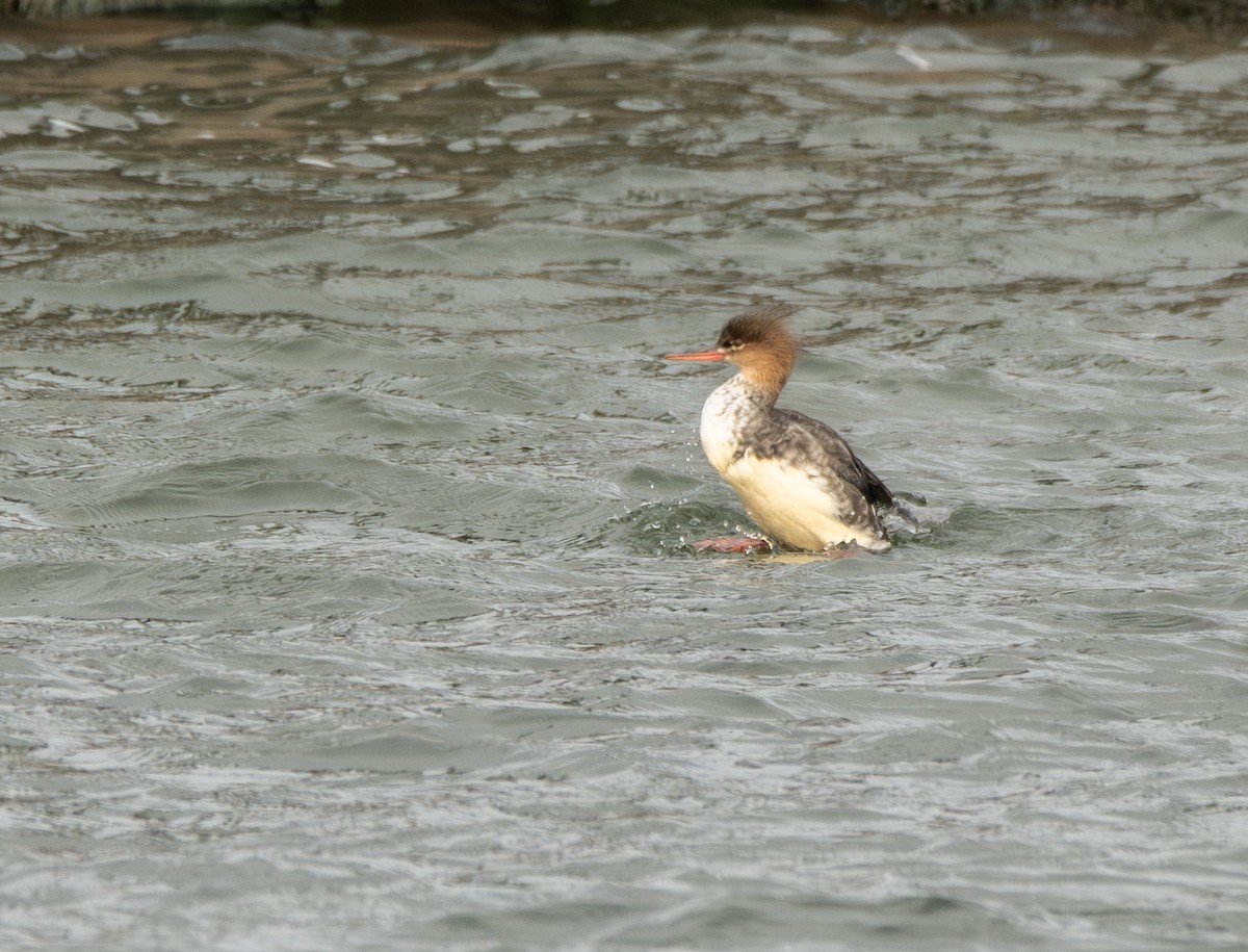 Red-breasted Merganser - ML645473763
