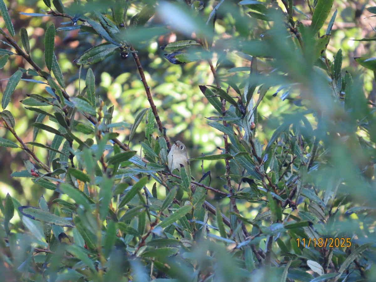 Ruby-crowned Kinglet - ML645473764