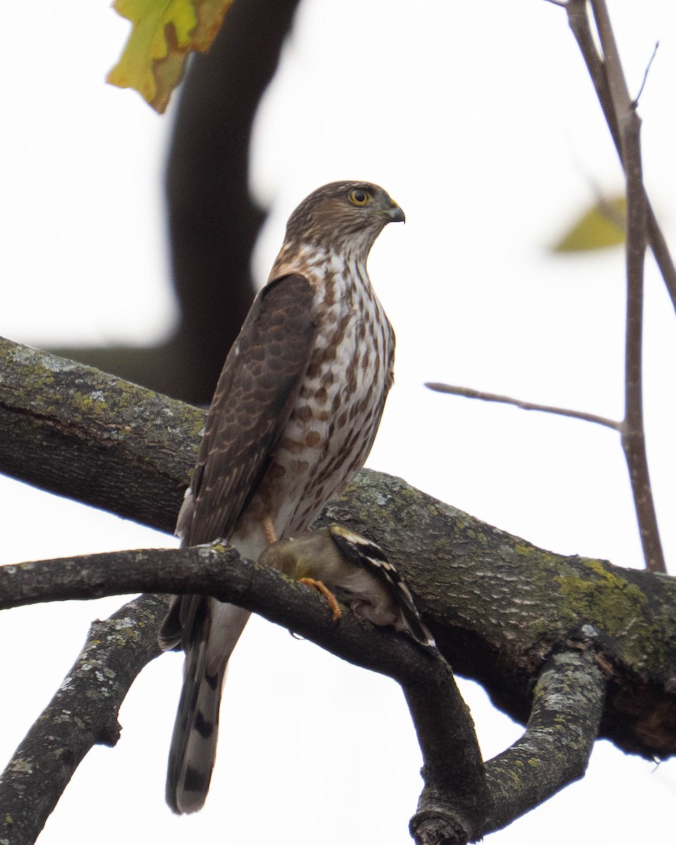 Cooper's Hawk - ML645473765