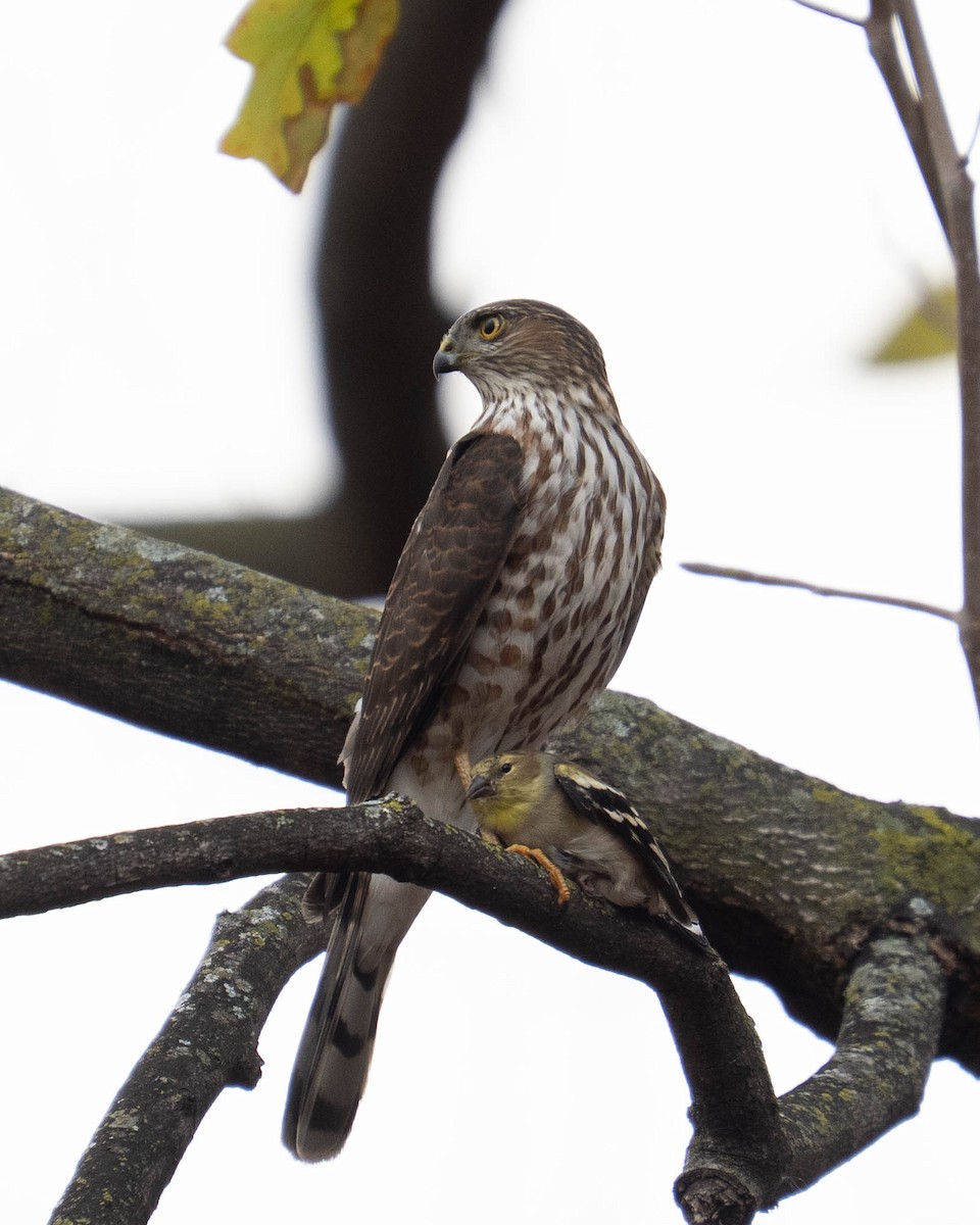 Cooper's Hawk - ML645473766