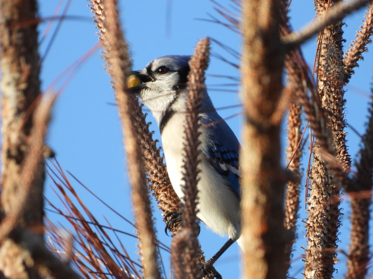 Сизойка блакитна - ML645473769