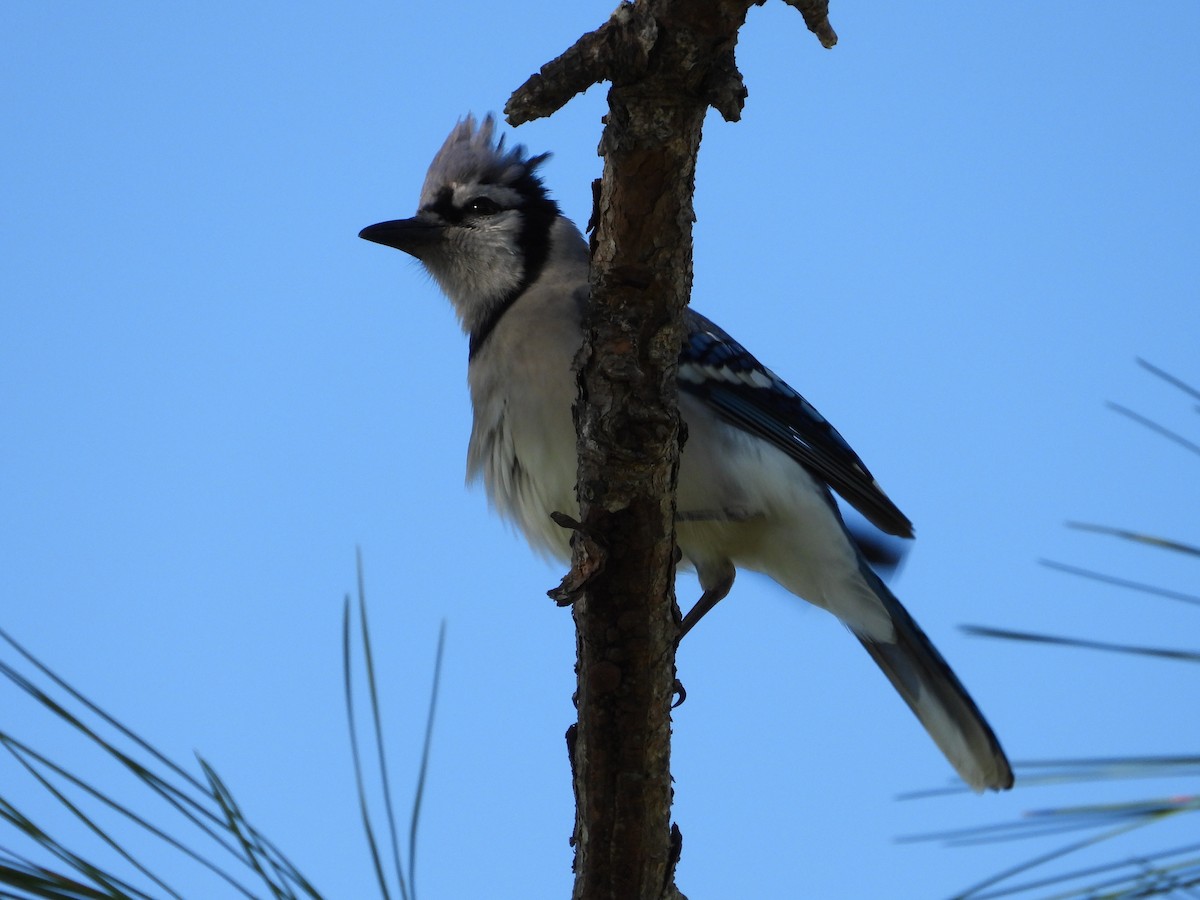 Сизойка блакитна - ML645473788