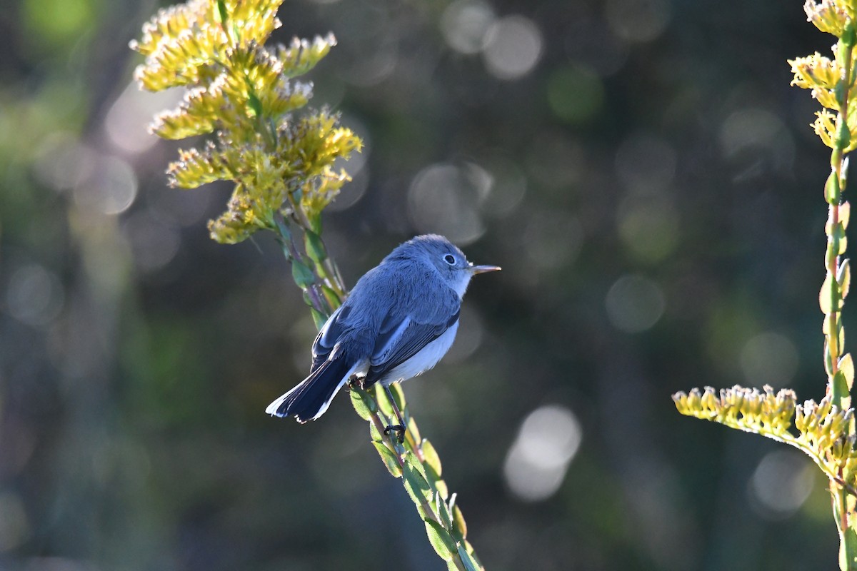 Голубая комароловка - ML645473802