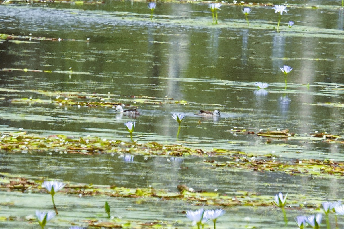 Coromandelgo antzaratxoa - ML645473804