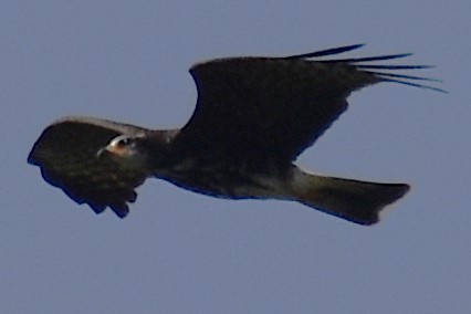 Snail Kite - ML645473807