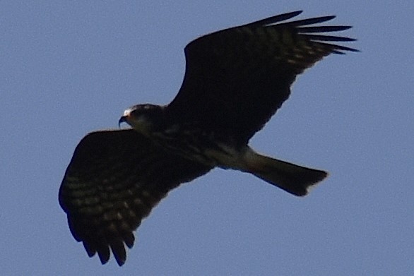 Snail Kite - ML645473809