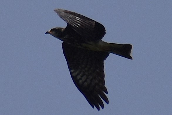 Snail Kite - ML645473810