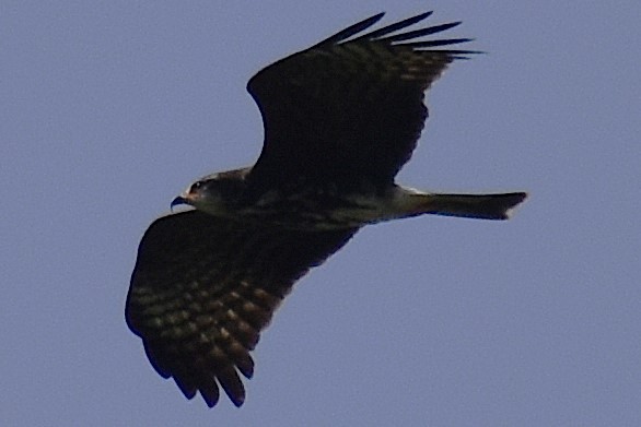 Snail Kite - ML645473811