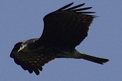 Snail Kite - ML645473812