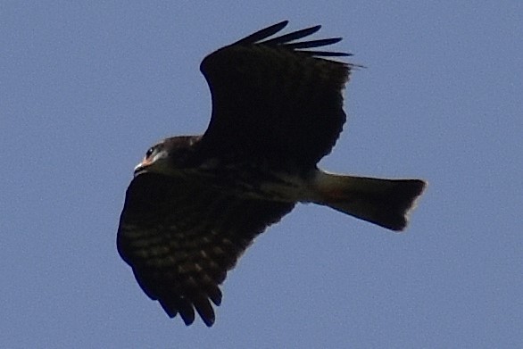 Snail Kite - ML645473813
