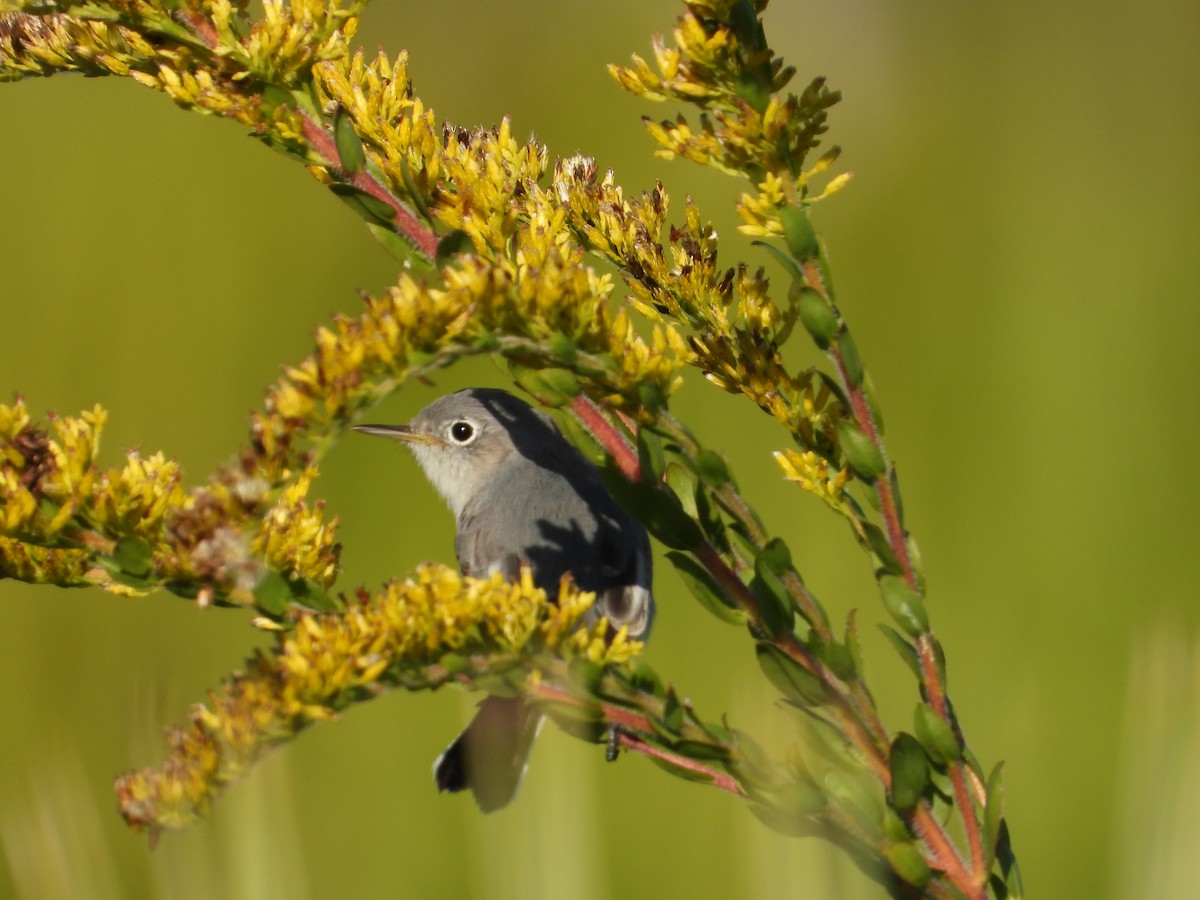 Голубая комароловка - ML645473814