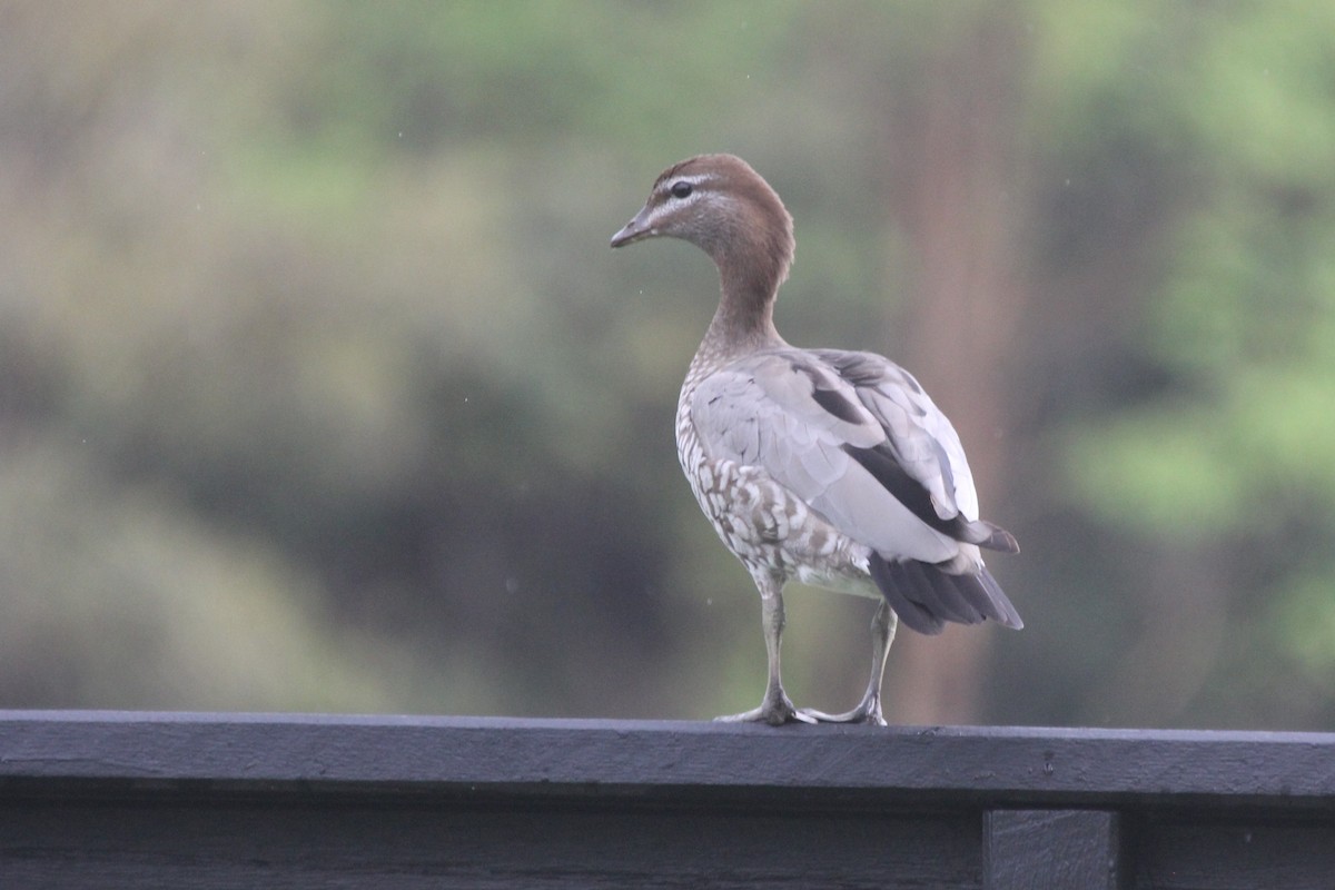 タテガミガン - ML645473817