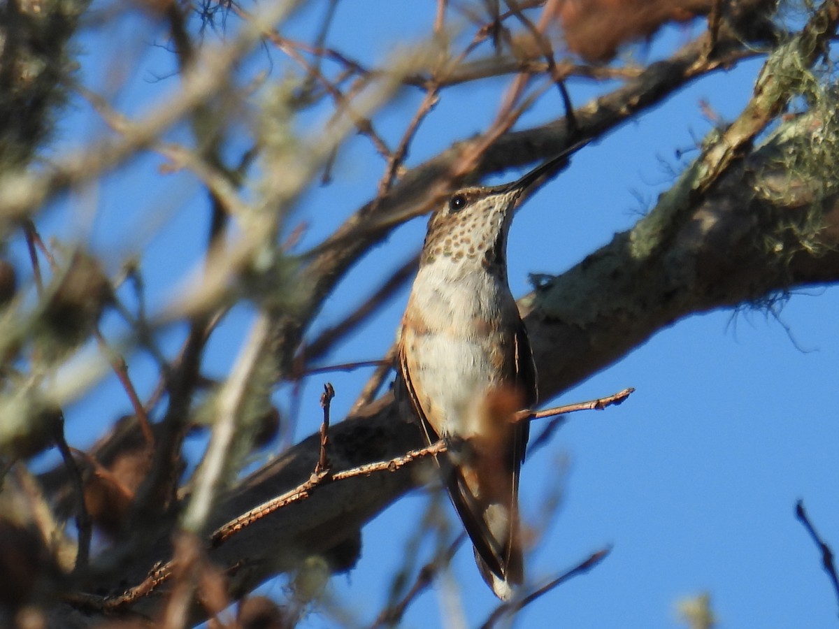 Rufous Hummingbird - ML645473820