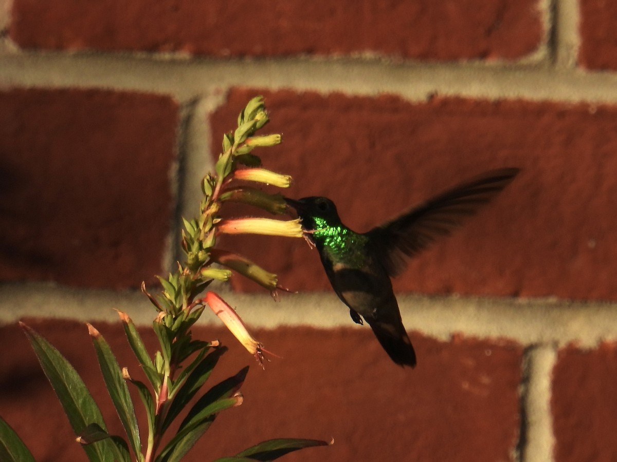 Buff-bellied Hummingbird - ML645473833