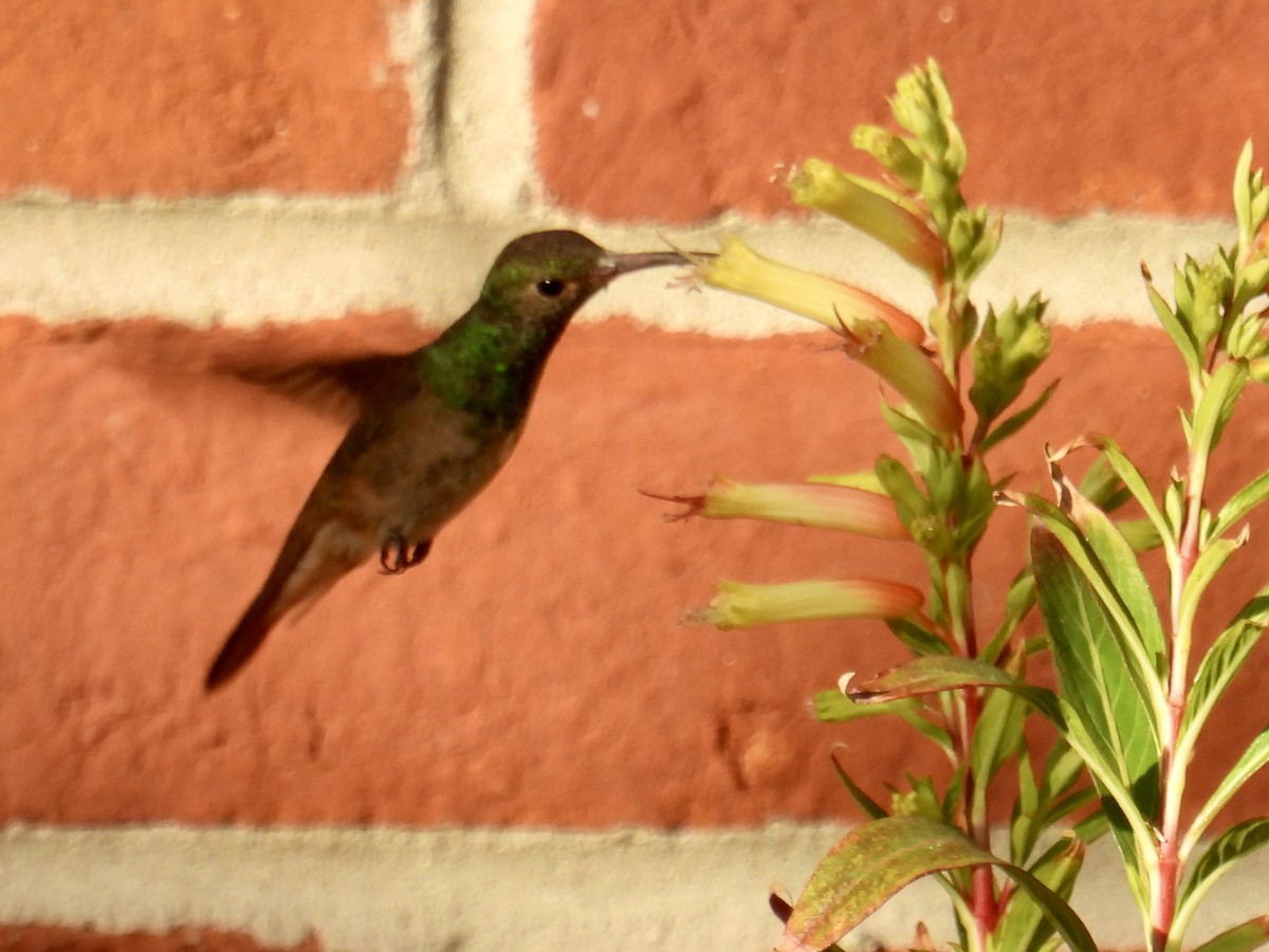 Buff-bellied Hummingbird - ML645473834