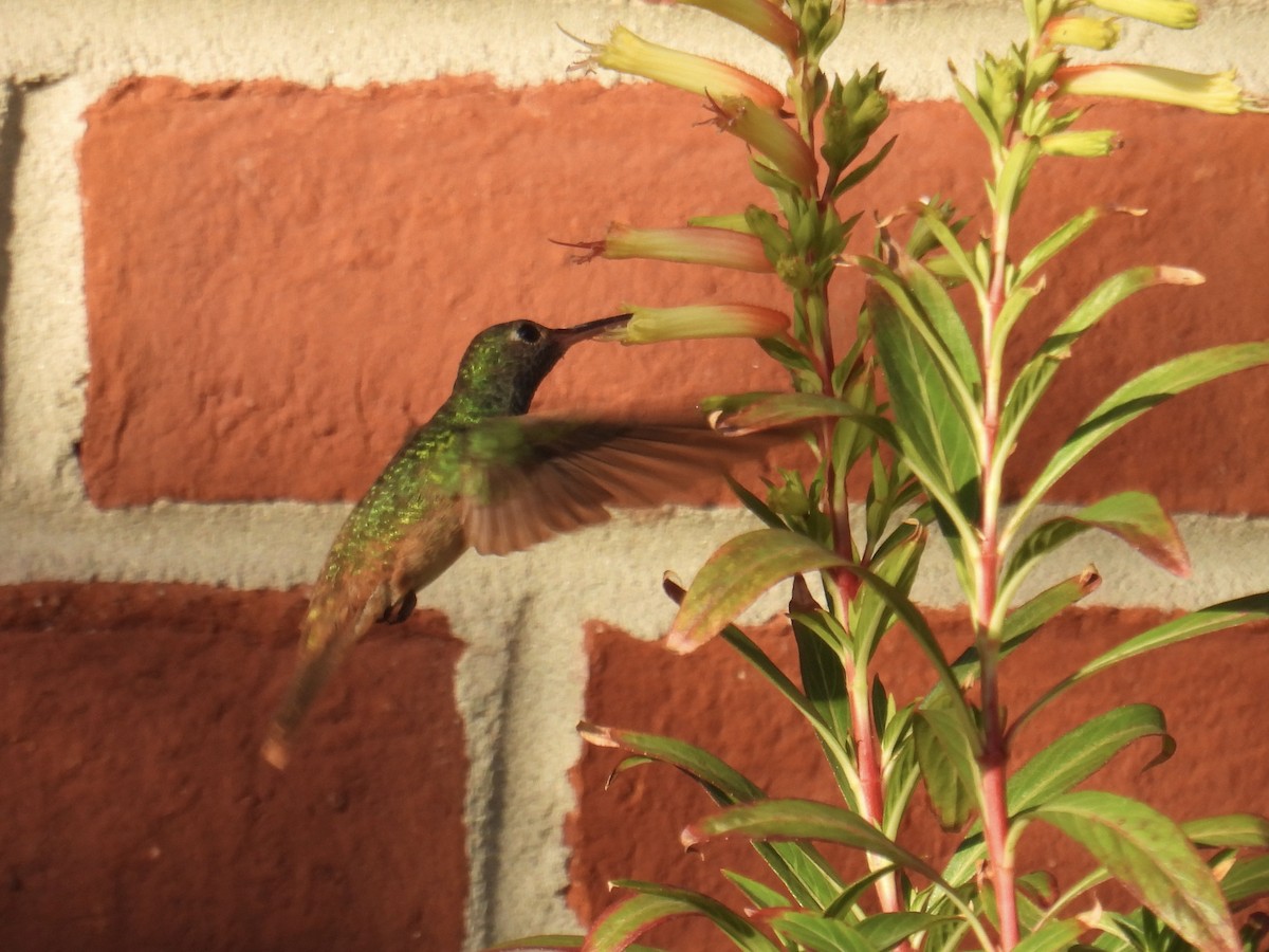 Buff-bellied Hummingbird - ML645473835