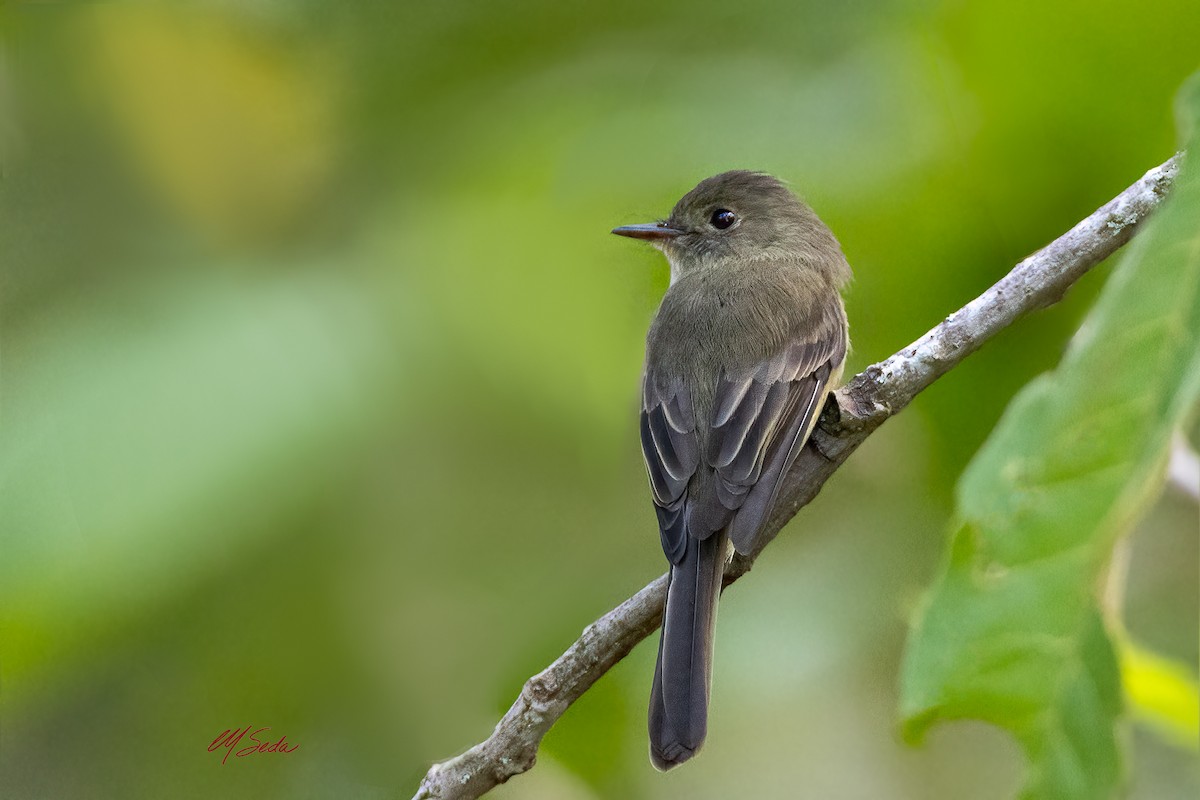Hispaniolan Pewee - ML645473836