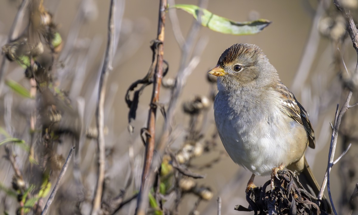 Dachsammer - ML645473854