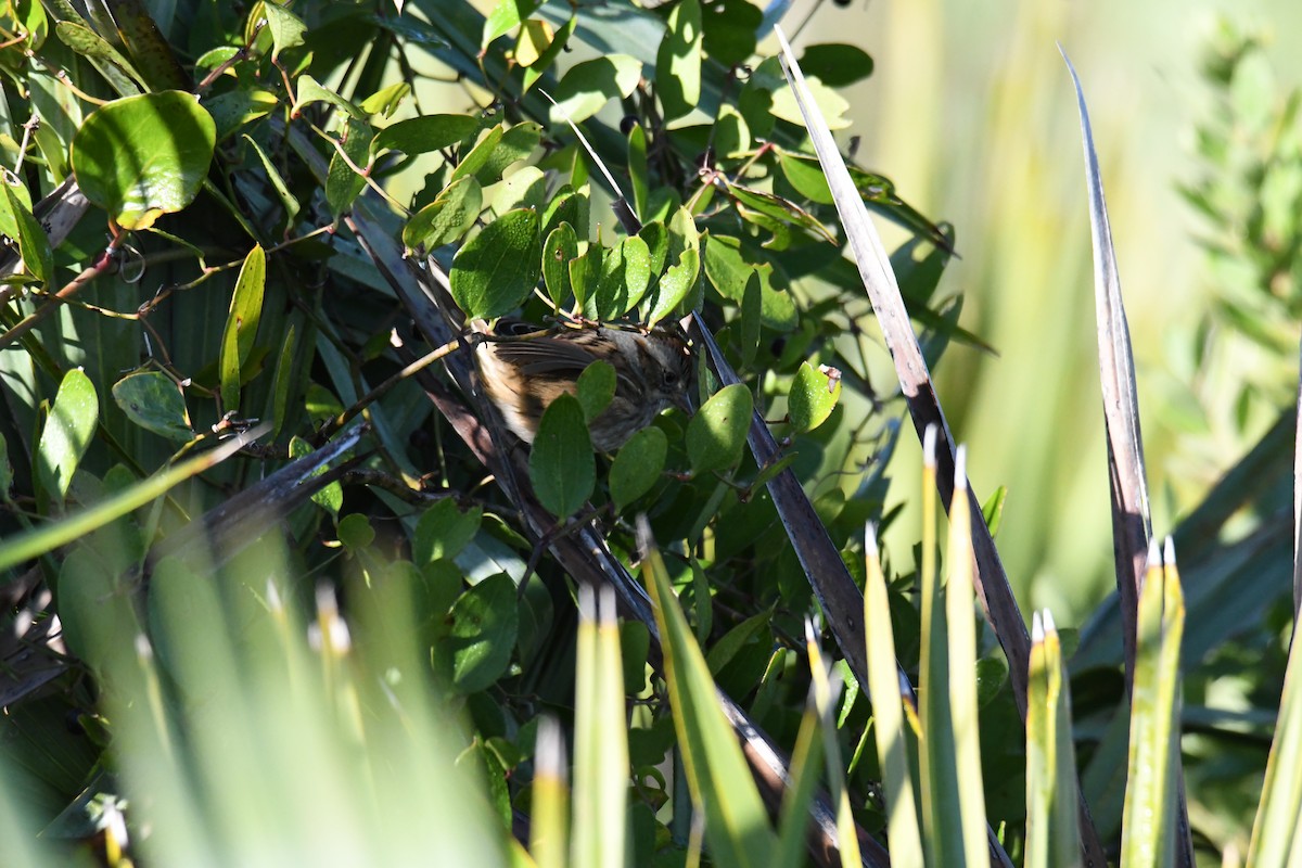 Sumpfammer - ML645473855