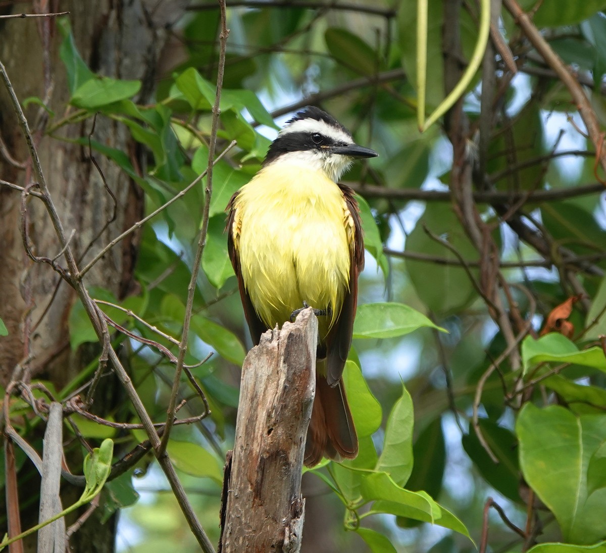 Schwefelmaskentyrann - ML645473856