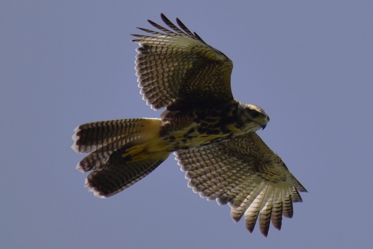 Wüstenbussard - ML645473857