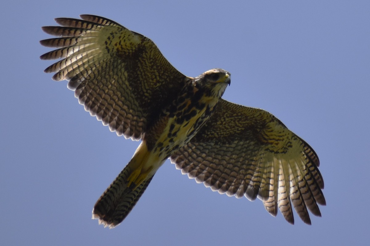 Wüstenbussard - ML645473858