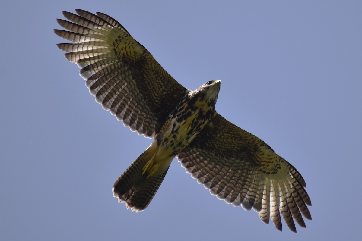 Wüstenbussard - ML645473859